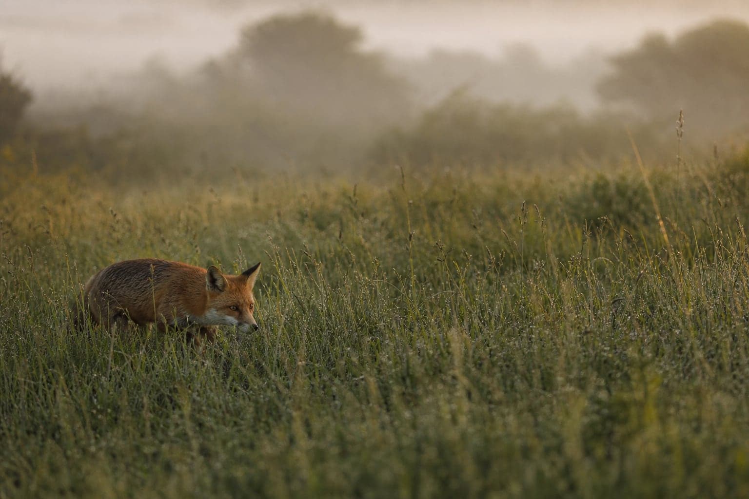 Red fox moving through dew-covered meadow grass at dawn
