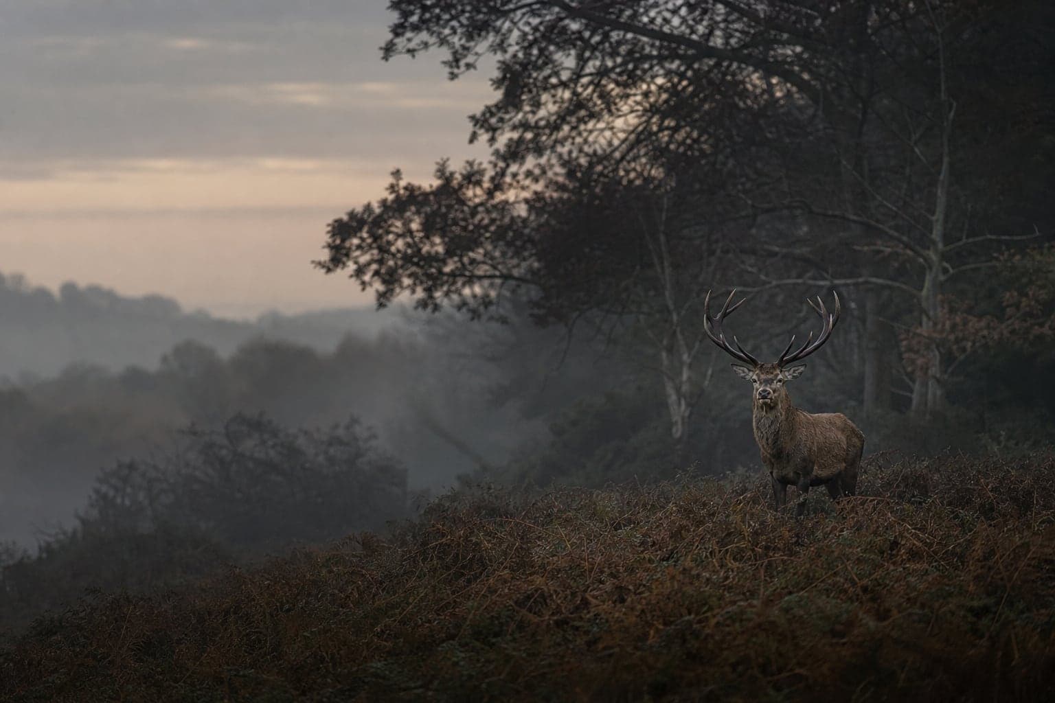 Red deer standing among bracken at the edge of a misty woodland